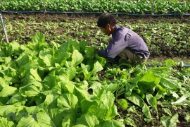 Impulsan Vietnam y Países Bajos cooperación en agricultura