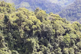 Aumenta en Vietnam suministro para la industria maderera 