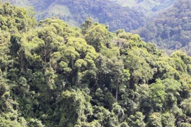 Aumenta en Vietnam suministro para la industria maderera 