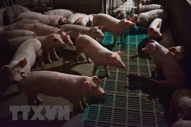 Reportan en Indonesia riesgo de brotes de peste porcina africana