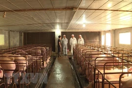 Apoyará la FAO a Vietnam para el control de la peste porcina africana 