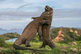 Detiene Indonesia plan para cerrar el Parque Nacional de Komodo