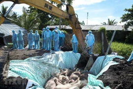 Orienta primer ministro de Vietnam medidas drásticas contra la peste porcina africana