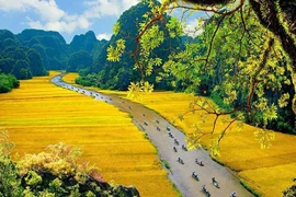 Dorados campos de arroz en la Semana de Turismo de Ninh Binh 2019