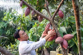 Exportan primer lote de cacao orgánico vietnamita a Japón