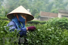Analizan oportunidades de cooperación entre Vietnam y China en producción de té y café