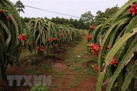 Provincia vietnamita trabaja por garantizar agua para el riego en la estación seca