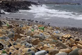 Desechan en Vietnam 150 mil toneladas de cartones cada año