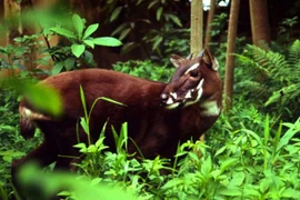 Impulsan en Vietnam conservación del antílope Saola 