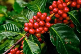Mantiene tasa de crecimiento industria cafetera de Vietnam