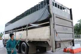 Vietnam y Camboya coordinan en la prevención contra la peste porcina africana