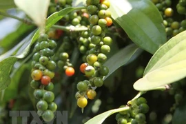 Sector de pimienta de Vietnam apunta al desarrollo sostenible