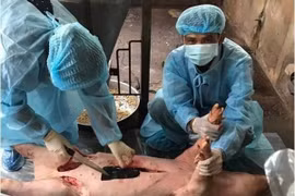Detectan peste porcina africana en provincia vietnamita de Ba Ria-Vung Tau 