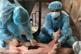 Detectan peste porcina africana en provincia vietnamita de Ba Ria-Vung Tau 