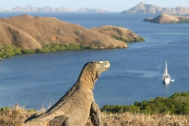 Promueve Indonesia el turismo hacia la Isla de Komodo
