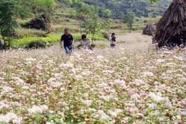 Inauguran en provincia vietnamita de Ha Giang Festival de Flores de Alforfón
