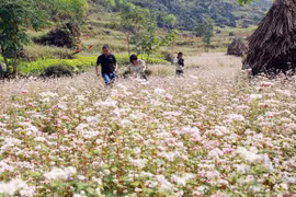 Inauguran en provincia vietnamita de Ha Giang Festival de Flores de Alforfón