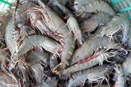 Presentan tecnología japonesa para el cultivo sostenible de camarones en Delta del Mekong en Vietnam