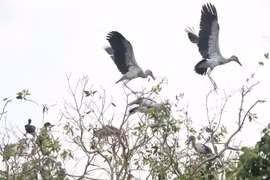 Intensifican en Vietnam protección de picotenazas asiáticos, ave en peligro de extinción 