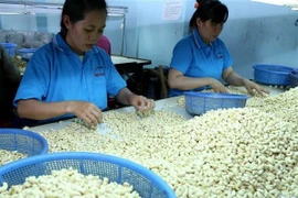 Trabaja Vietnam por construir marca nacional de anacardo