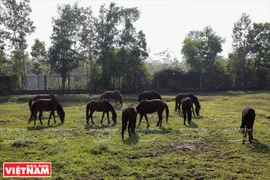 La mayor granja equina del norte