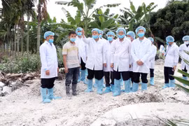 Pide en Vietnam ofrecer asistencia a agricultores afectados por la peste porcina africana