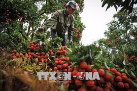  Cultivo de lichi genera ingreso estable para agricultores vietnamitas