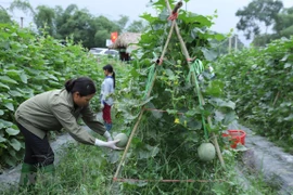 Resaltan en Vietnam eficiente uso de préstamos extranjeros para desarrollo agrícola