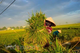 Califican a China como un exigente mercado potencial para el arroz vietnamita