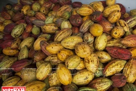 Chocolate hecho en Tien Giang
