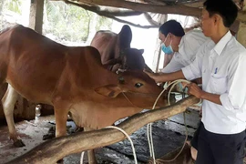 Ofrece Vietnam asistencia a Camboya en lucha contra la fiebre aftosa 