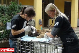 Protección de animales silvestres en Vietnam