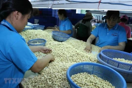 Invierte Países Bajos en el desarrollo del anacardo en Vietnam