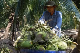  Registra provincia vietnamita de Ben Tre altos ingresos por exportaciones