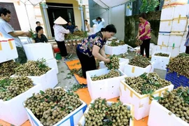 Impulsa Vietnam exportaciones de longan a Australia