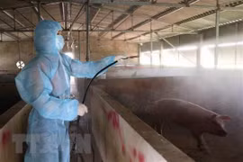 Sacrifica Vietnam millones de cerdos por epidemia de peste porcina africana 