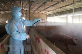 Sacrifica Vietnam millones de cerdos por epidemia de peste porcina africana 