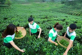 Comunidad empresarial de Vietnam busca encaminarse hacia desarrollo sostenible