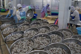 Proyecta Vietnam ingresar más de cuatro mil millones de dólares por la exportación de camarones