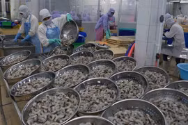 Proyecta Vietnam ingresar más de cuatro mil millones de dólares por la exportación de camarones