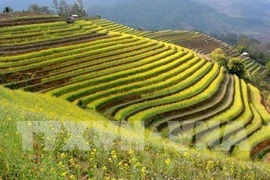 Efectuarán en Vietnam Festival de Terrazas de Arroz Mu Cang Chai 
