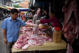 Avanza en Camboya epidemia de peste porcina africana