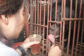 Mejoran en Vietnam conciencia pública sobre la protección de los osos 