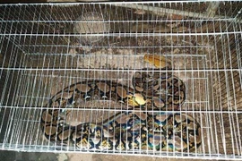 Rescatan en Vietnam serpiente pitón reticulada, especie en peligro de extinción