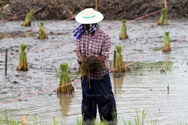 Aplicará Tailandia paquetes de estímulo económico para agricultores