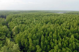 Reporta Vietnam una cobertura forestal superior al 40 por ciento