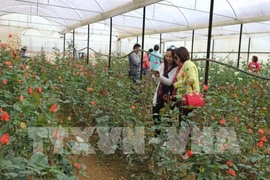 Aumenta llegada de turistas a ciudad altiplánica vietnamita de Da Lat