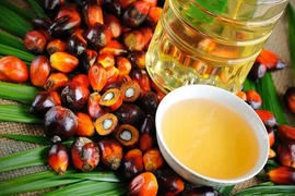 Suspende Indonesia gravamen a exportación del aceite de palma crudo