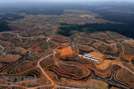 Nueva capital de Indonesia será provincia autónoma
