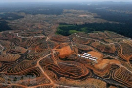 Nueva capital de Indonesia será provincia autónoma